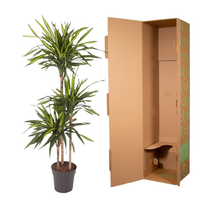 Dracaena Riki - 140 Cm - Ø24