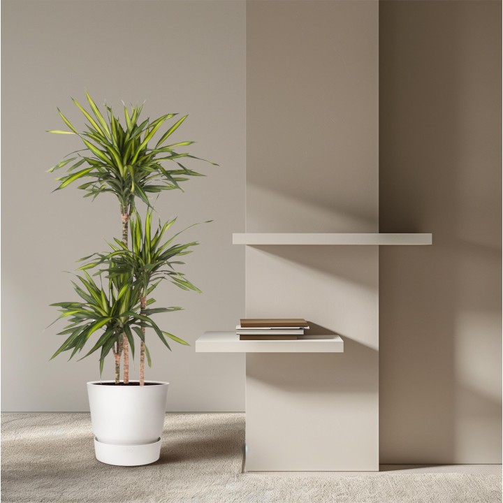 Dracaena Riki - 140 Cm - Ø24
