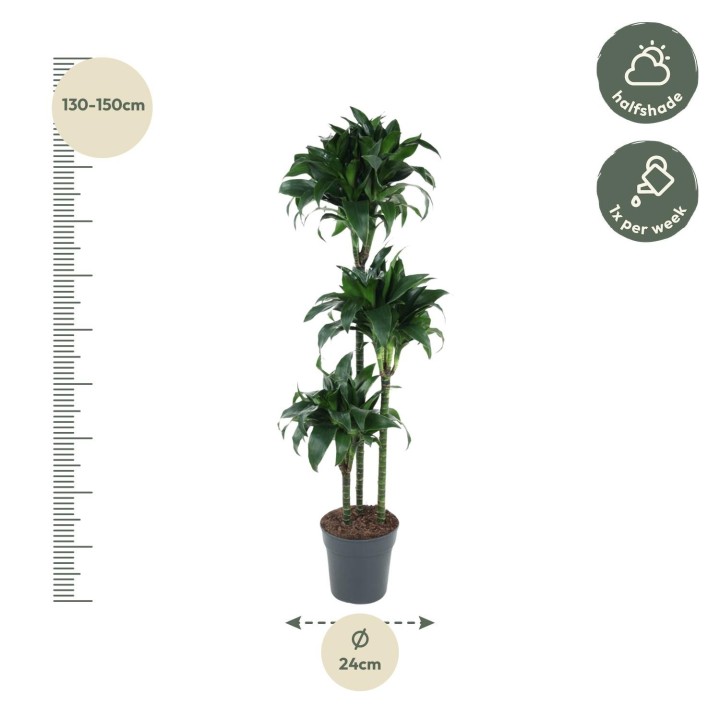 Dracaena Tatuade - 140 Cm - Ø24