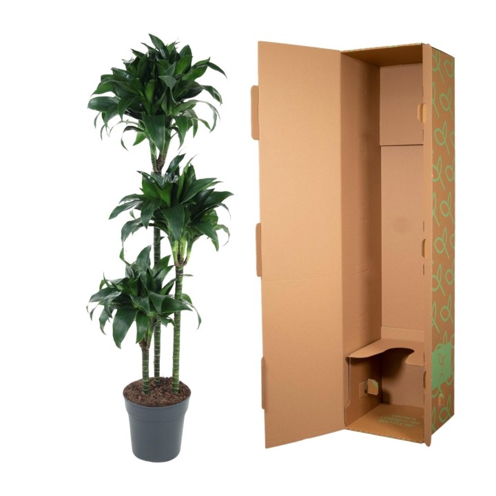 Dracaena Tatuade - 140 Cm - Ø24