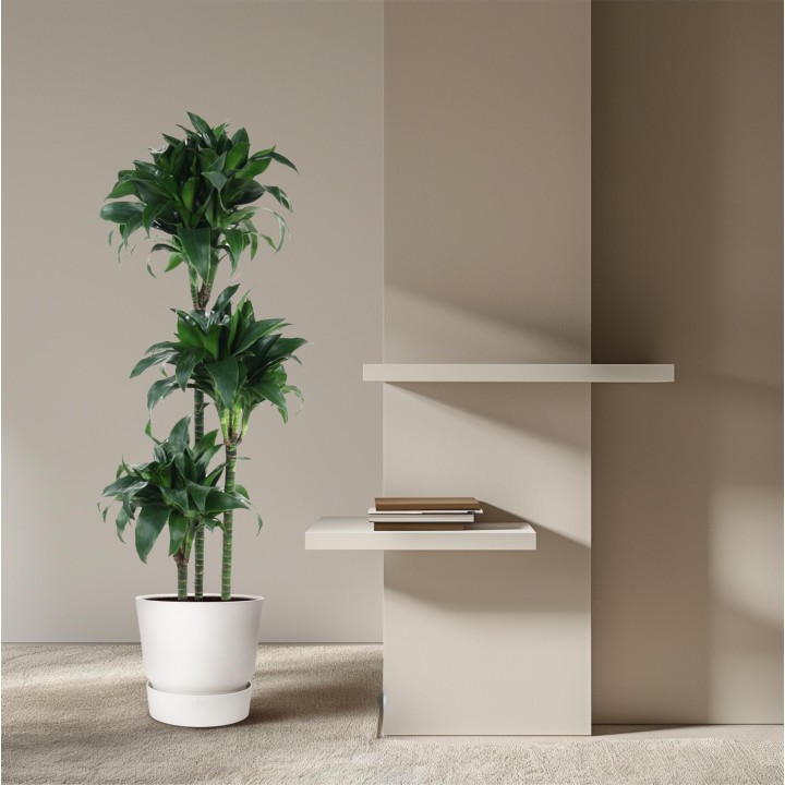 Dracaena Tatuade - 140 Cm - Ø24