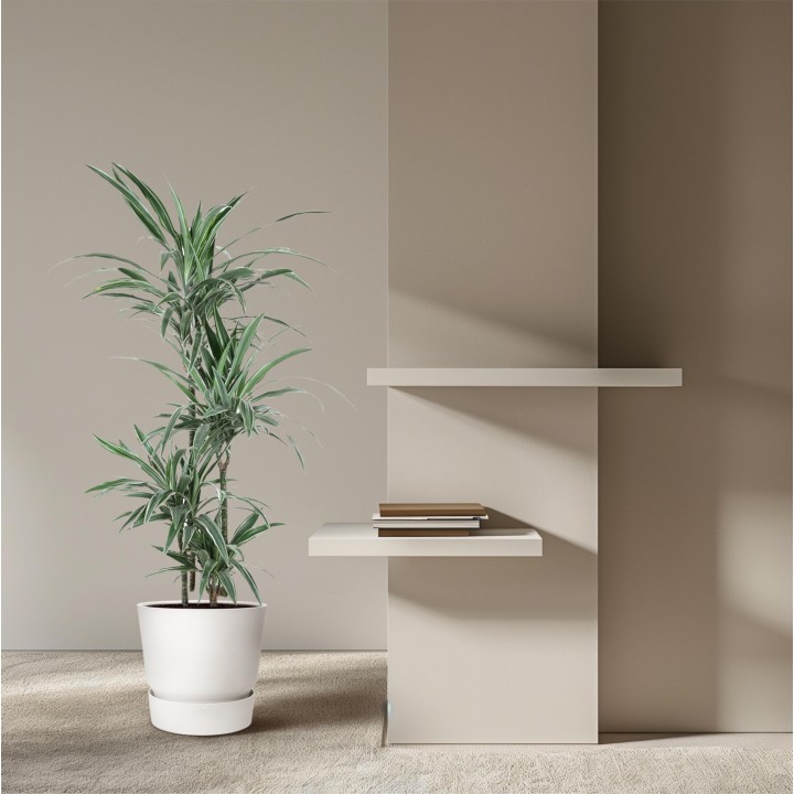 Dracaena Warneckei - 145 Cm - Ø30