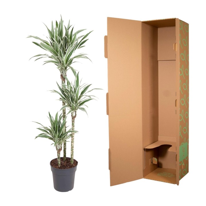 Dracaena White Stripe - 150 Cm - Ø24