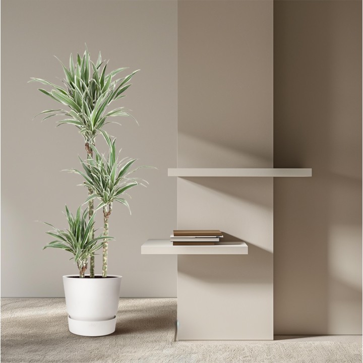 Dracaena White Stripe - 150 Cm - Ø24