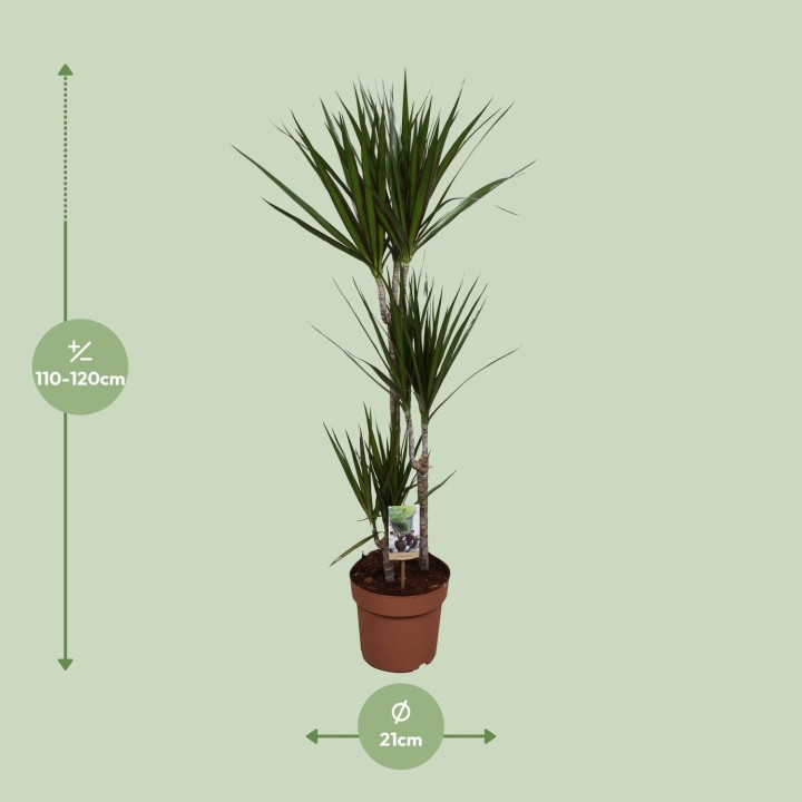 Dracaena Marginata - Ø21Cm - ↕120Cm