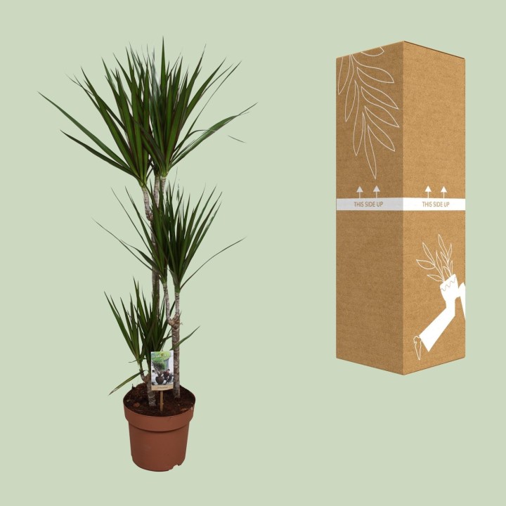 Dracaena Marginata - Ø21Cm - ↕120Cm