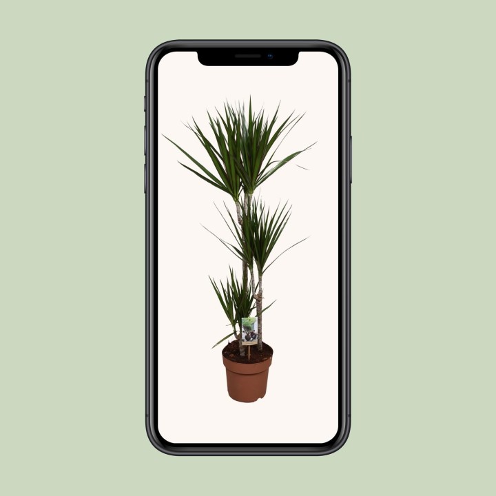 Dracaena Marginata - Ø21Cm - ↕120Cm
