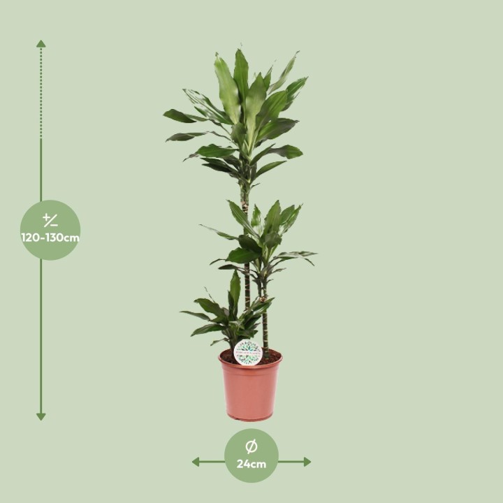 Dracaena Janet Lind - Ø24Cm - ↕130Cm