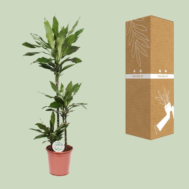 Dracaena Janet Lind - Ø24Cm - ↕130Cm