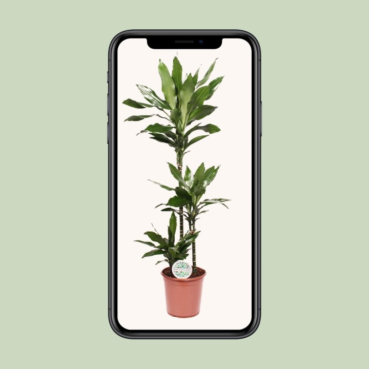 Dracaena Janet Lind - Ø24Cm - ↕130Cm