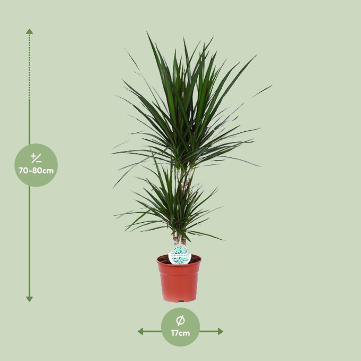 Dracaena Marginata - Ø17Cm - ↕75Cm