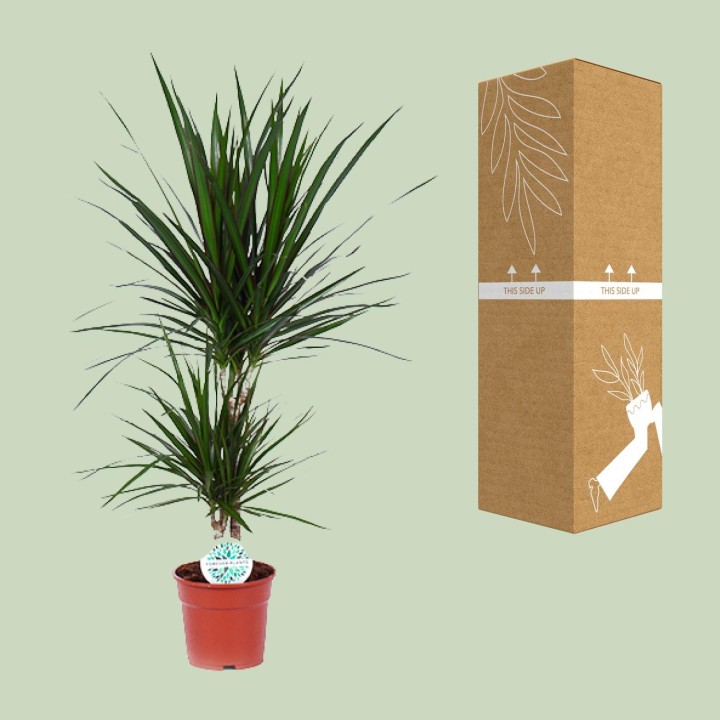 Dracaena Marginata - Ø17Cm - ↕75Cm