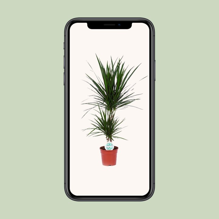 Dracaena Marginata - Ø17Cm - ↕75Cm