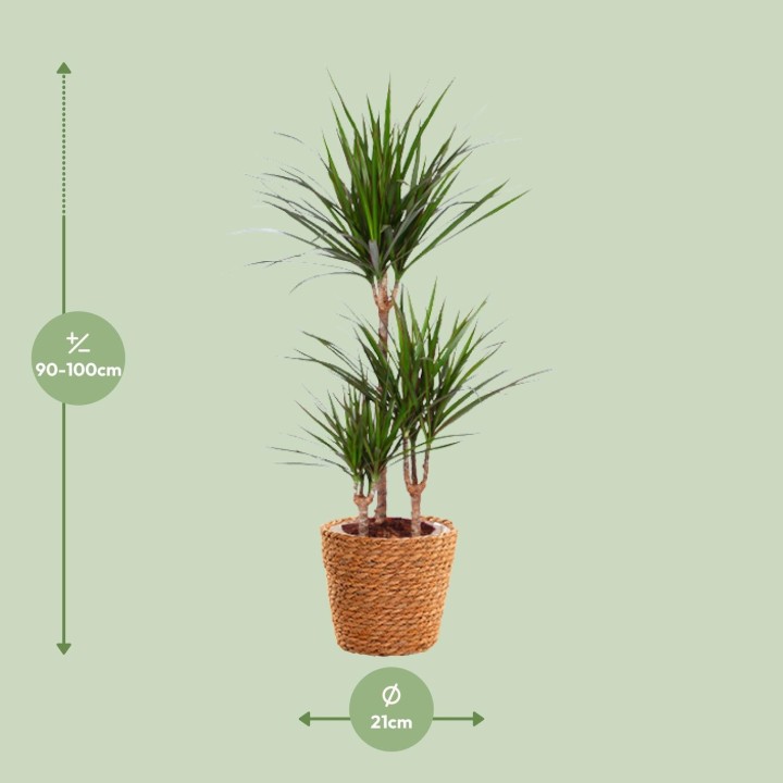 Dracaena Marginata - Ø21Cm - ↕95Cm