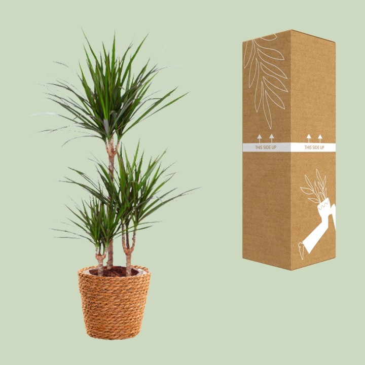 Dracaena Marginata - Ø21Cm - ↕95Cm