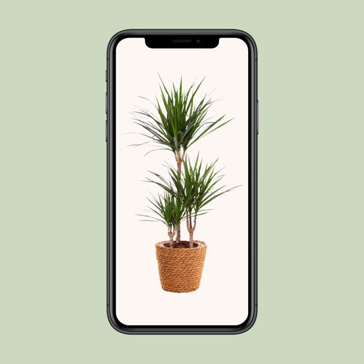 Dracaena Marginata - Ø21Cm - ↕95Cm