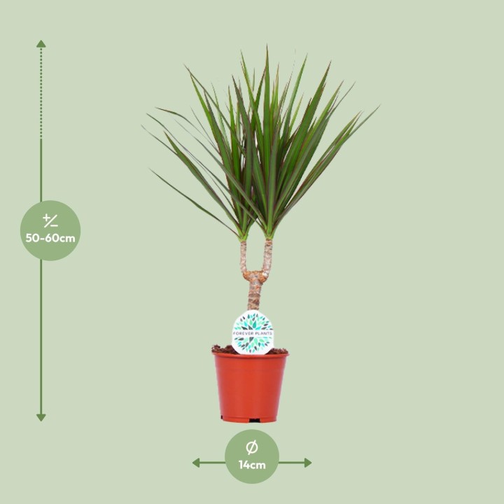 Dracaena Marginata - Ø14Cm - ↕55Cm