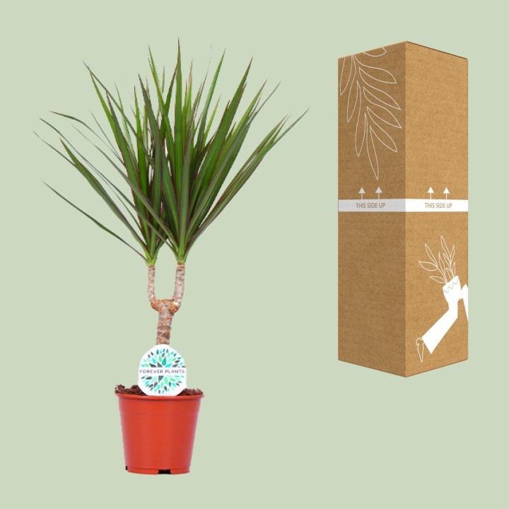 Dracaena Marginata - Ø14Cm - ↕55Cm