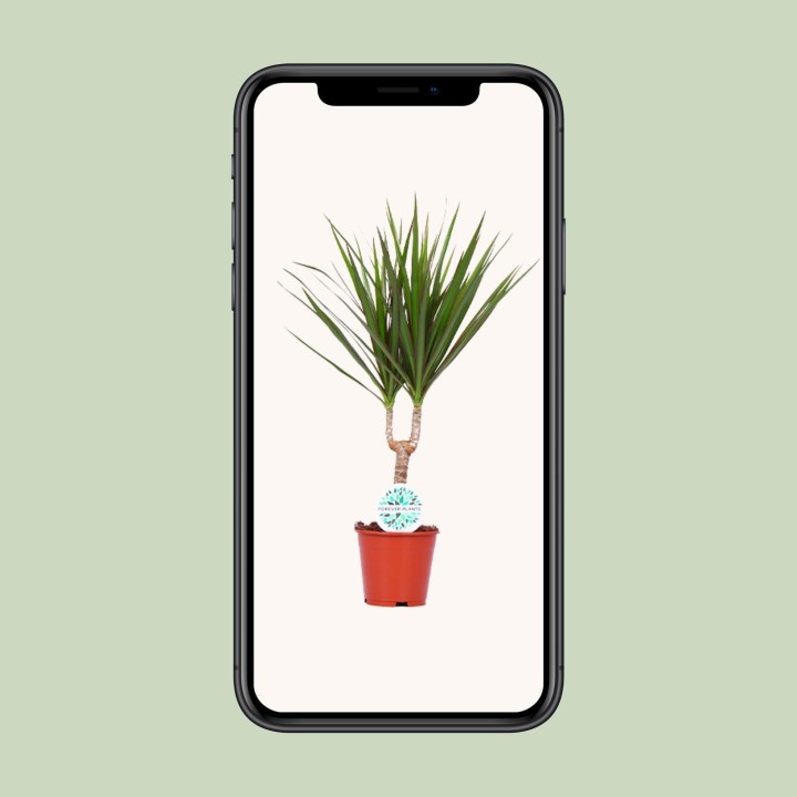 Dracaena Marginata - Ø14Cm - ↕55Cm