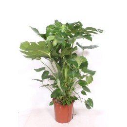 Monstera Deliciosa Xxl - 150Cm - ⌀24