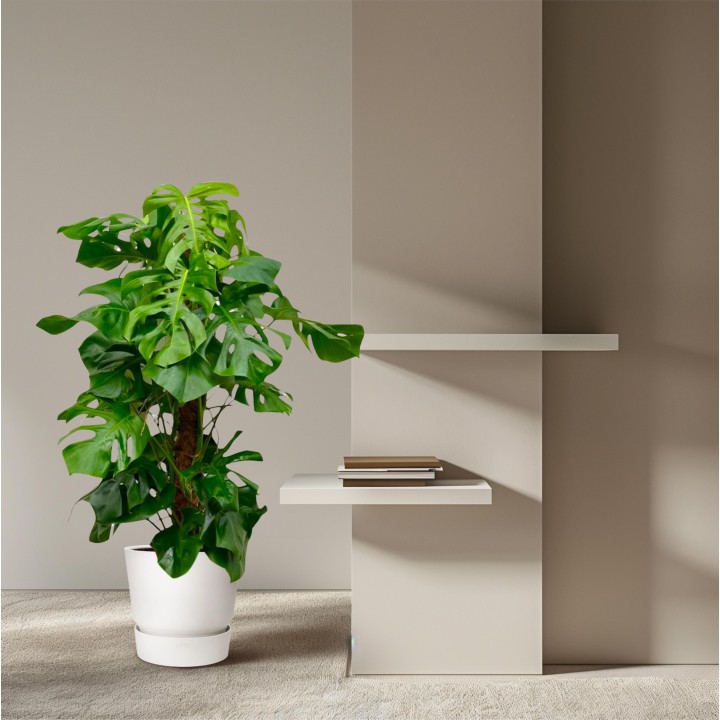 Monstera Deliciosa Xxl - 150Cm - ⌀24
