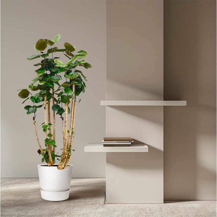 Polysicas Fabian Xxl - 150 Cm - ⌀30