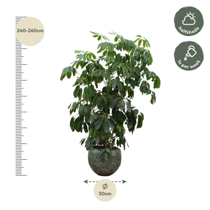 Schefflera Amate Xl - 220 Cm - Ø45