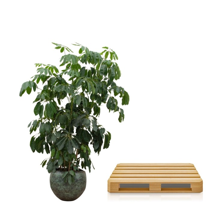 Schefflera Amate Xl - 220 Cm - Ø45