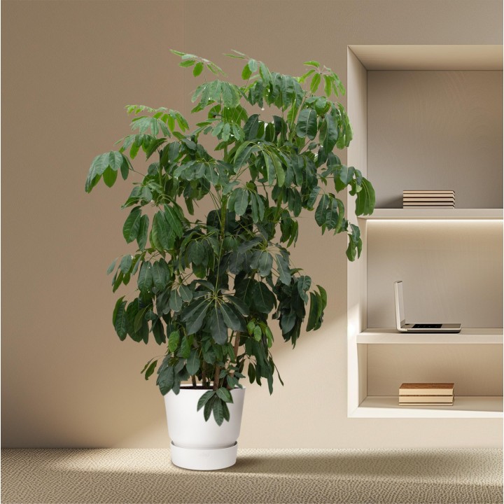 Schefflera Amate Xl - 220 Cm - Ø45