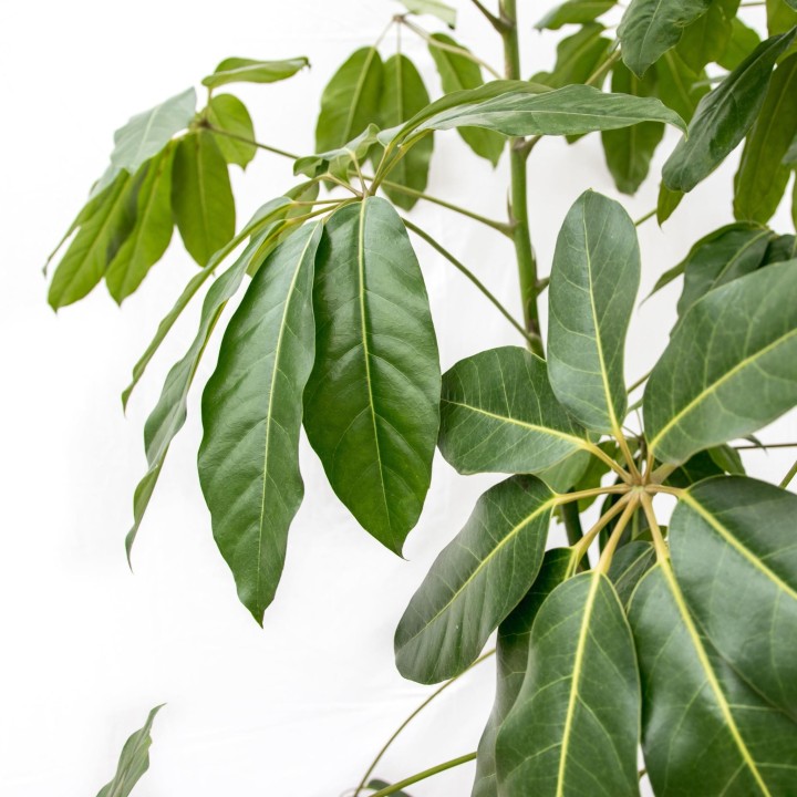 Schefflera Amate Xl - 220 Cm - Ø45