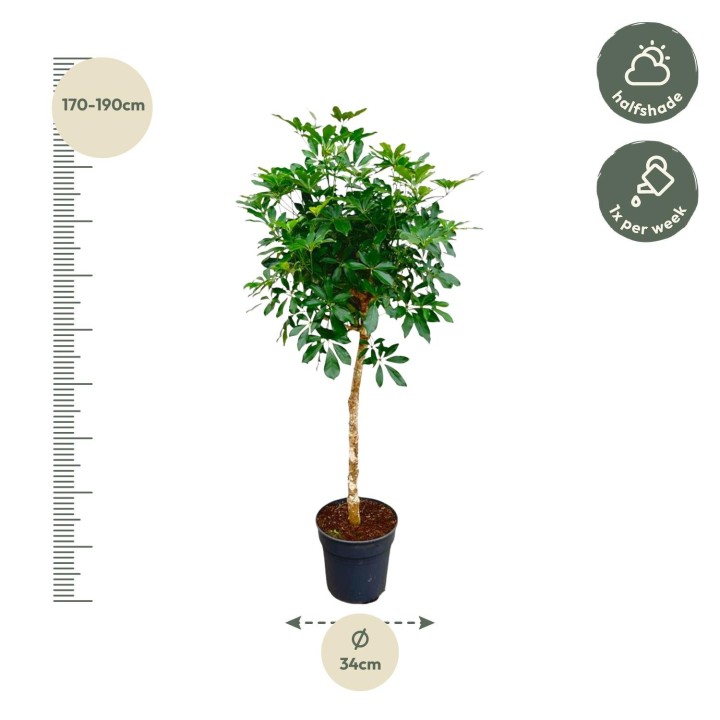 Schefflera On Stem - 180 Cm - Ø30