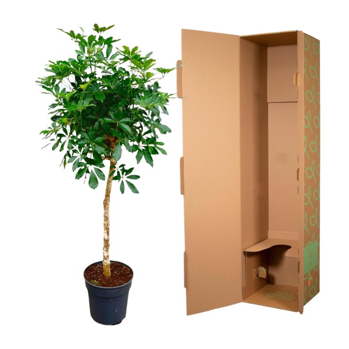 Schefflera On Stem - 180 Cm - Ø30