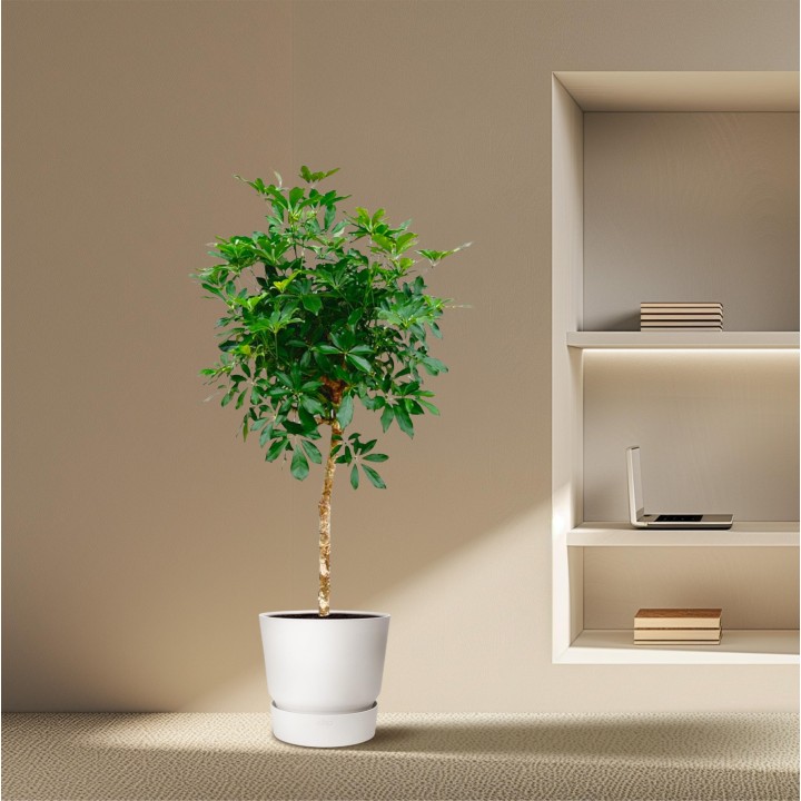 Schefflera On Stem - 180 Cm - Ø30