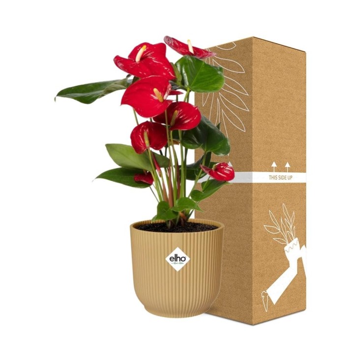 Anthurium Red 12Cm In Elho Vibes Fold 14Cm Geel