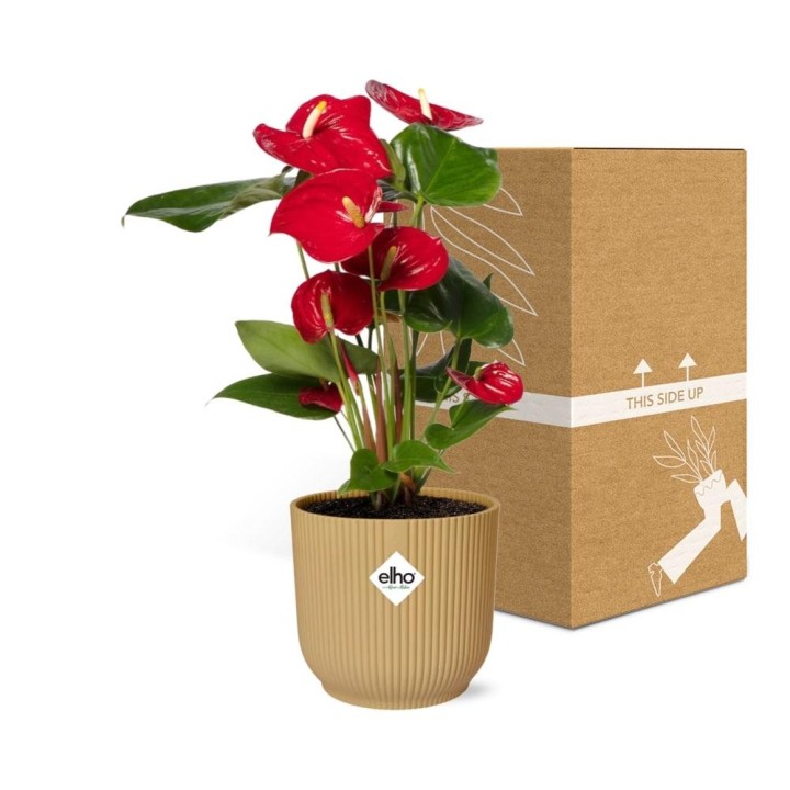 Anthurium Red 12Cm In Elho Vibes Fold 14Cm Geel