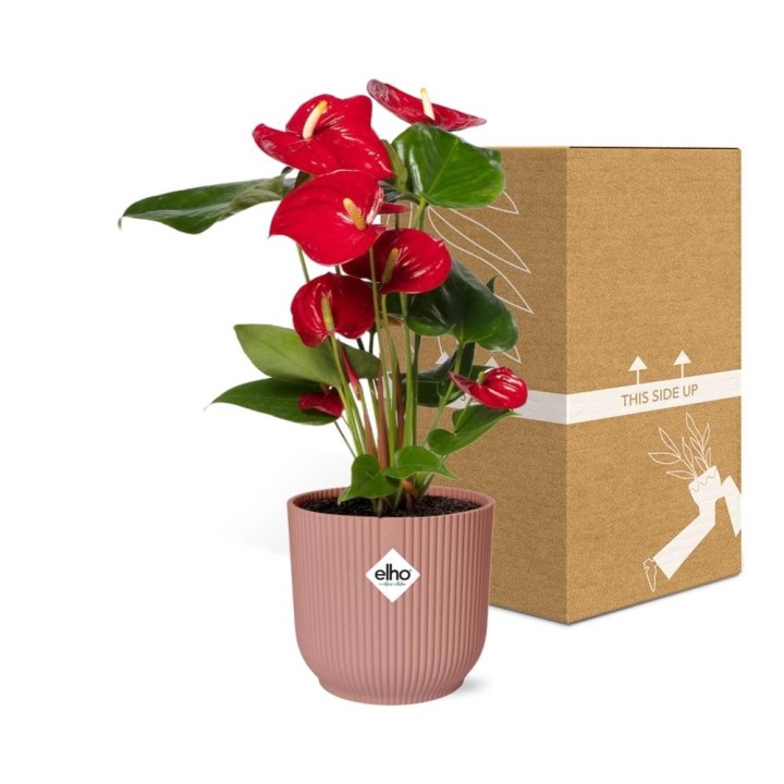 Anthurium Red 12Cm In Elho Vibes Fold 14Cm Roze