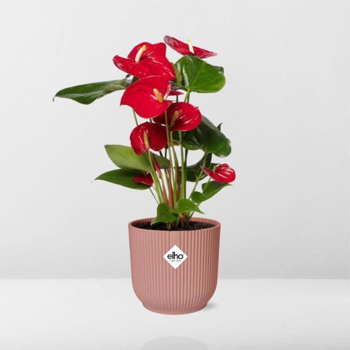 Anthurium Red 12Cm In Elho Vibes Fold 14Cm Roze