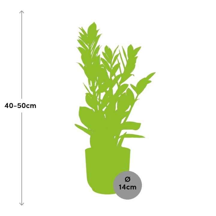 Zamioculcas – Hoogte 45-50 In Elho Vibes Fold 14Cm Roze