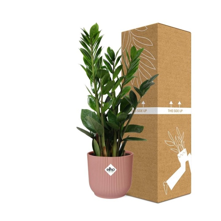 Zamioculcas – Hoogte 45-50 In Elho Vibes Fold 14Cm Roze