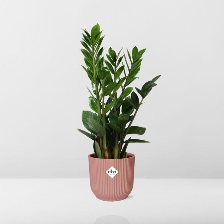 Zamioculcas – Hoogte 45-50 In Elho Vibes Fold 14Cm Roze