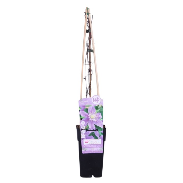 Clematis Justa - Ø15Cm - ↕65Cm