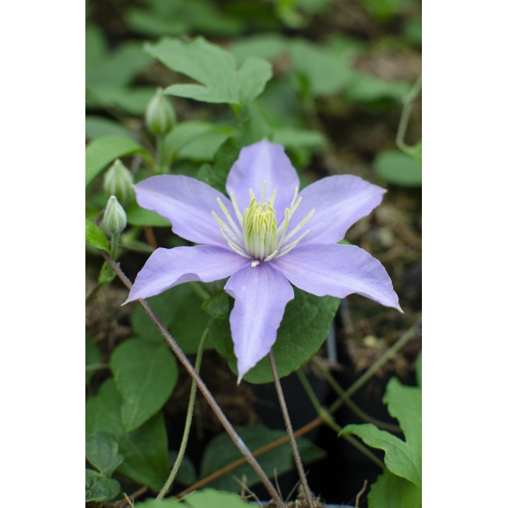 Clematis Justa - Ø15Cm - ↕65Cm