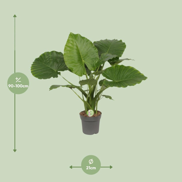 Alocasia Gageana California - Ø21Cm - ↕80Cm
