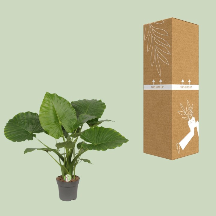Alocasia Gageana California - Ø21Cm - ↕80Cm