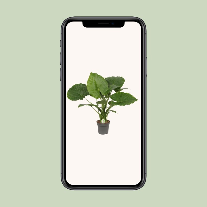 Alocasia Gageana California - Ø21Cm - ↕80Cm