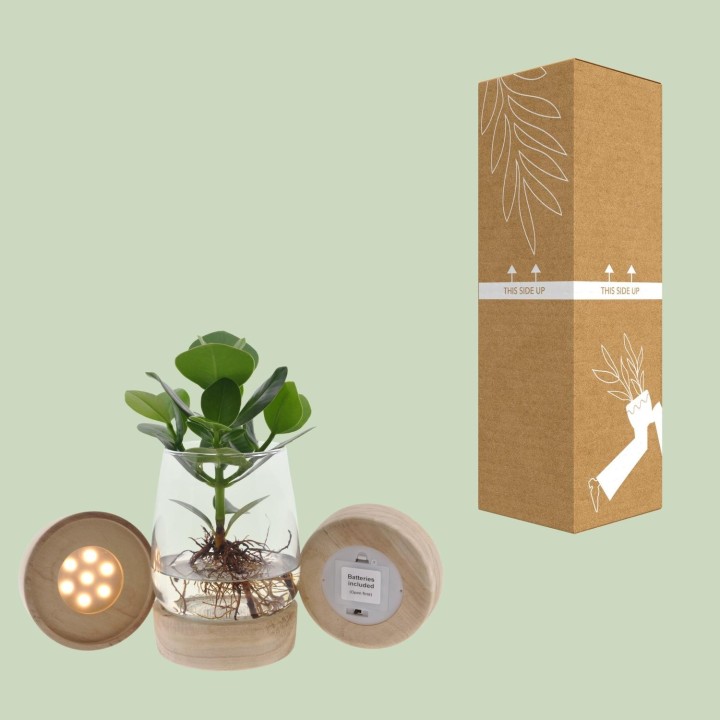 Clusia In Kingston Glas + Led - Ø12Cm - ↕30Cm