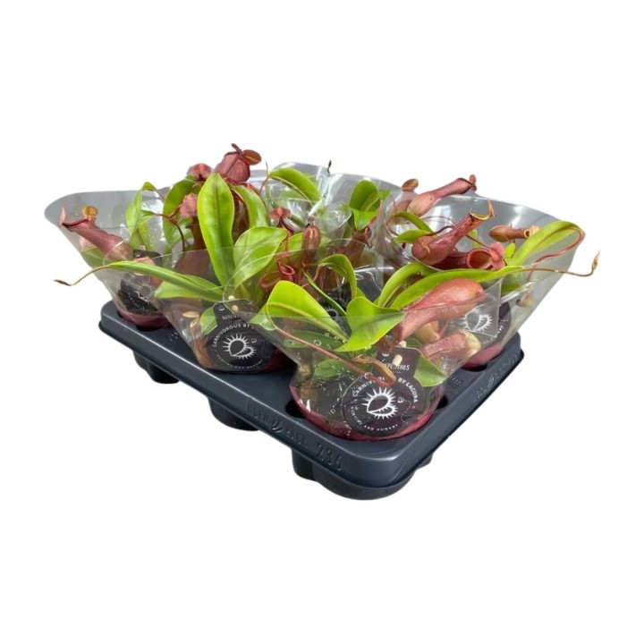 Nepenthes Alata - Ø12Cm - ↕17Cm