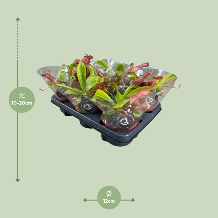 Nepenthes Alata - Ø12Cm - ↕17Cm