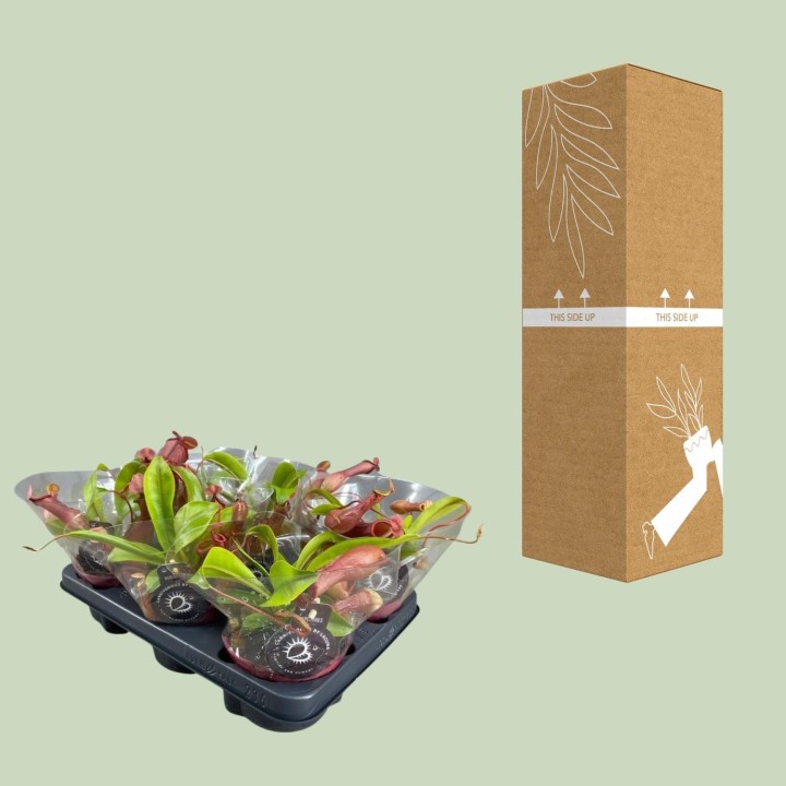 Nepenthes Alata - Ø12Cm - ↕17Cm