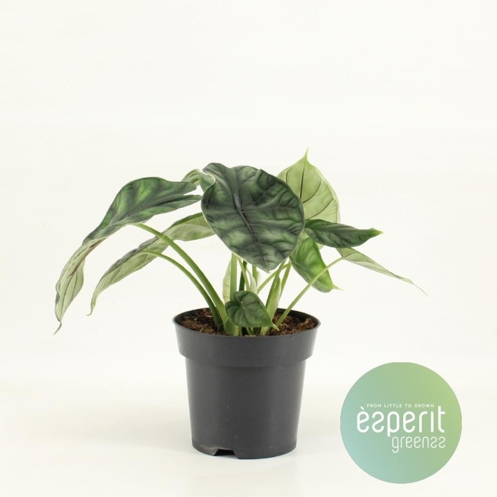 Alocasia Dragon Scale - Ø14Cm - ↕25Cm